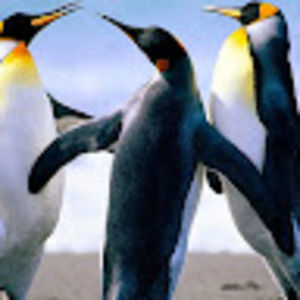 Meet your Posher, Arnie